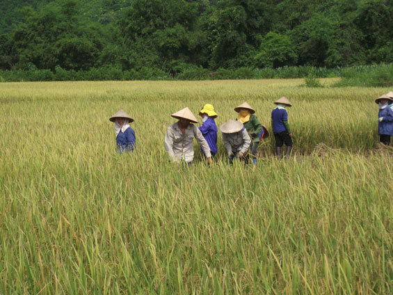 Gieo trồng 15.490ha cây màu vụ đông 